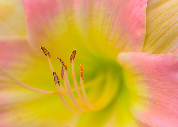 Yellow and pink daylily