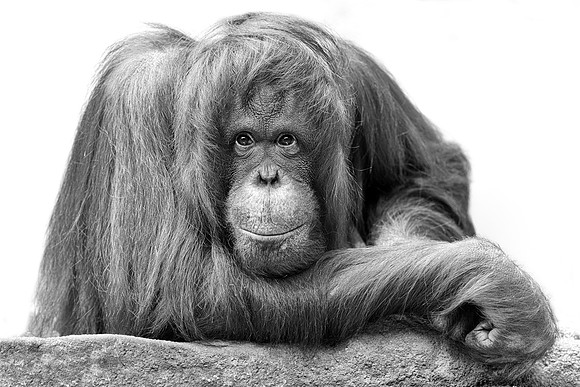 Orangutan