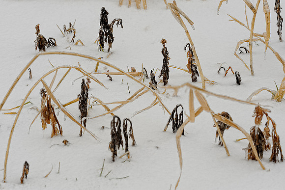 Dormant grasses