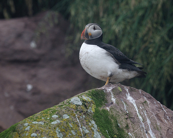 Atlantic puffin