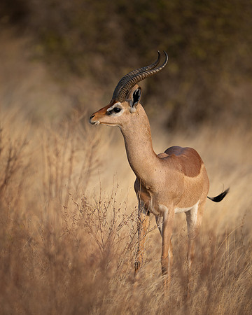 Gerenuk