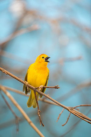 Golden Weaver