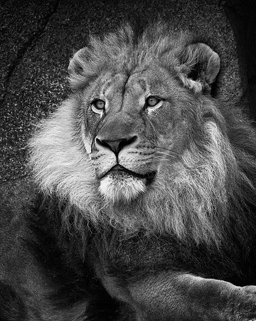 African lion
