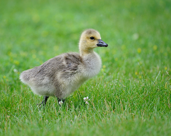 Gosling