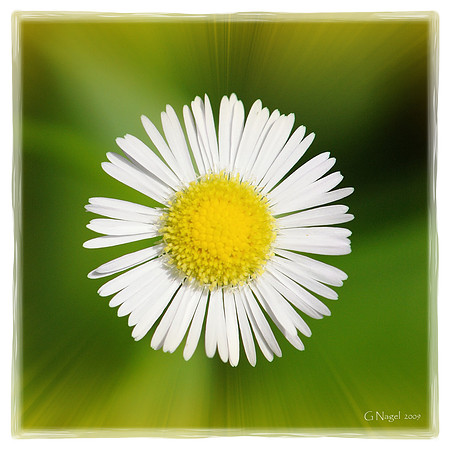 Single white flower