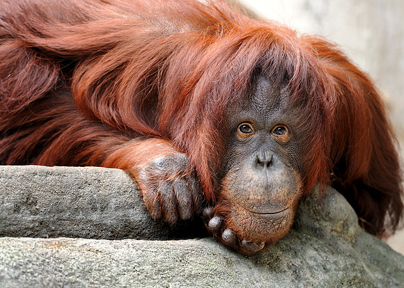 Orangutan