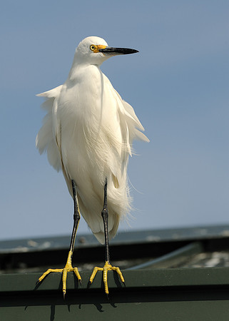 Snow egret