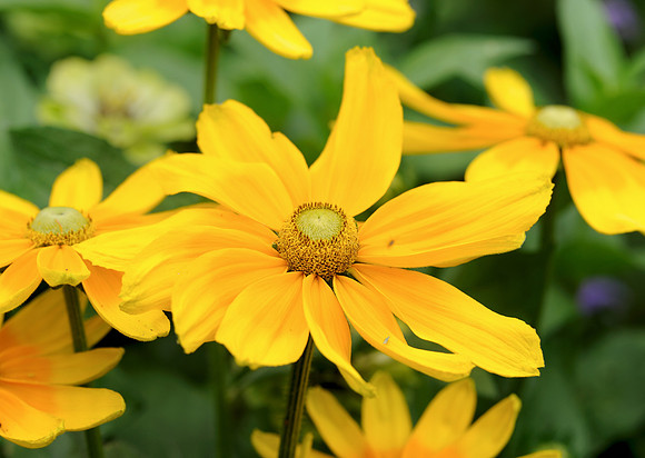 African marigold