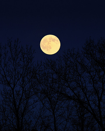 Moon over trees