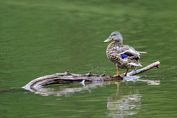 Duck on a log