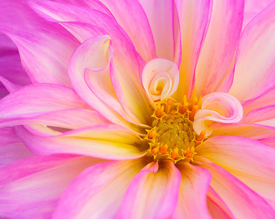 Dahlia