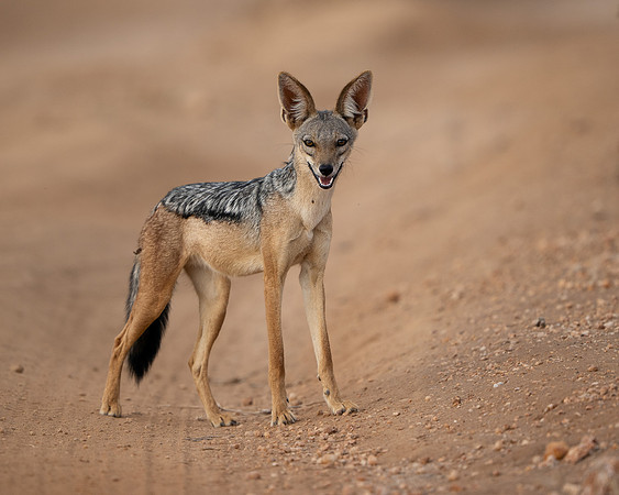 Black-backed Jackal