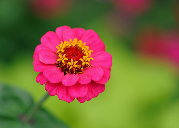 Red and yellow flower