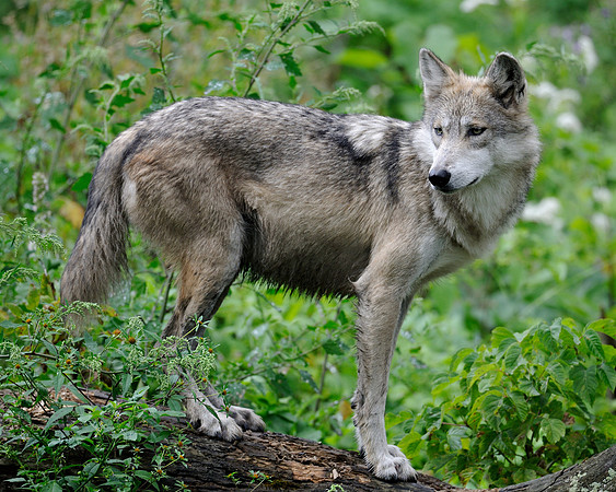 Wolf on a log