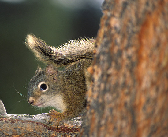 Tail on top