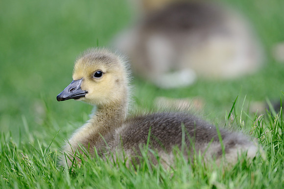 Gosling