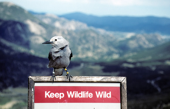 Keep Wildlife Wild
