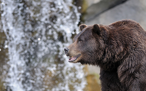Grizzly bear