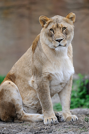 Female African lion