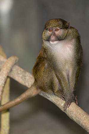Allen's swamp monkey