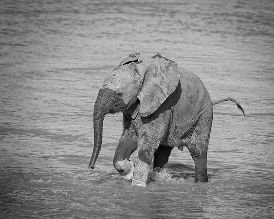Baby Elephant