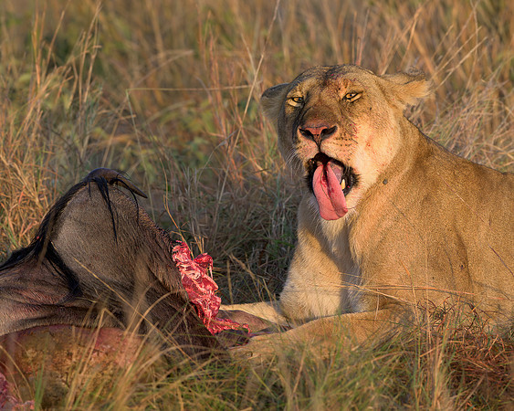 Lion with Kill