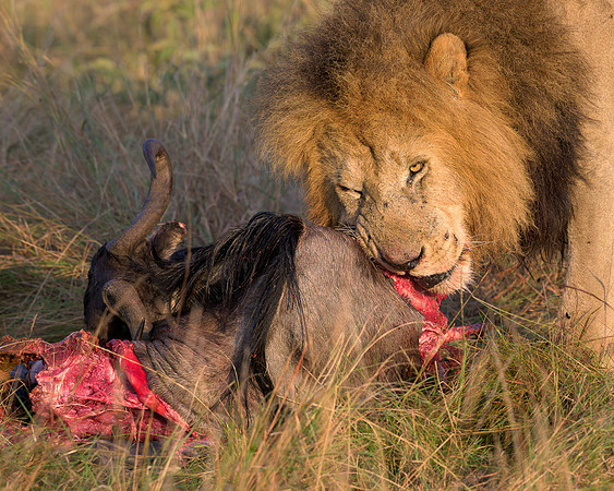 Lion with Kill
