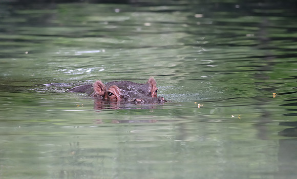 Hippopotamus