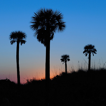 Sunset palms