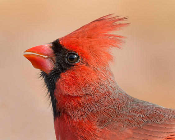 Northern Cardinal