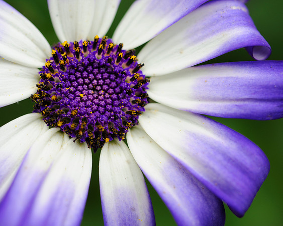 Purple & white flower