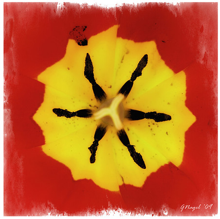 Inside a tulip