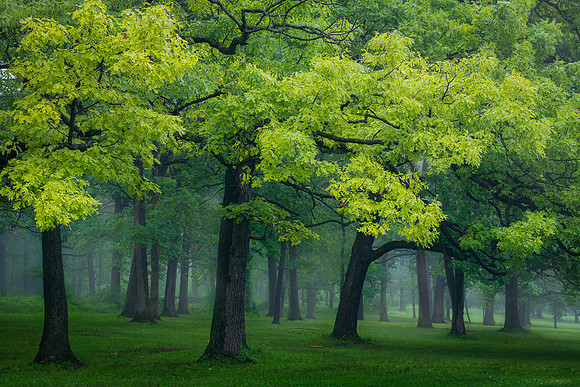 Enchanted Forest