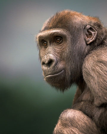 Western lowland gorilla