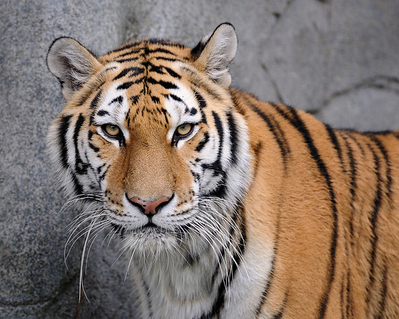 Amur tiger