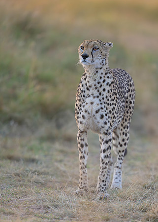 Cheetah