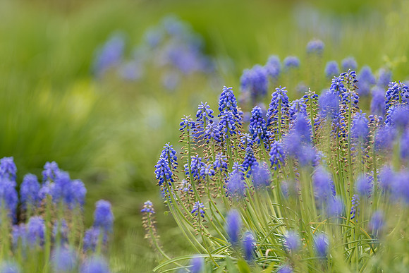 Blue Hill Sage