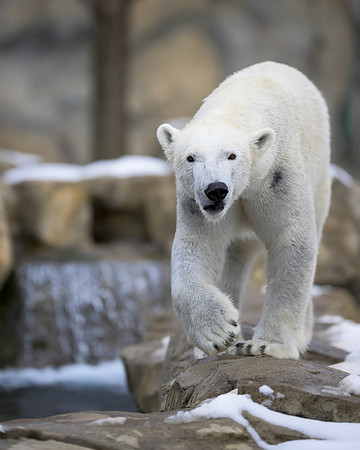 Polar bear