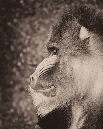 Mandrill