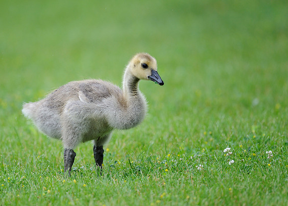 Gosling