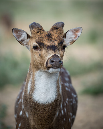 Axis Deer