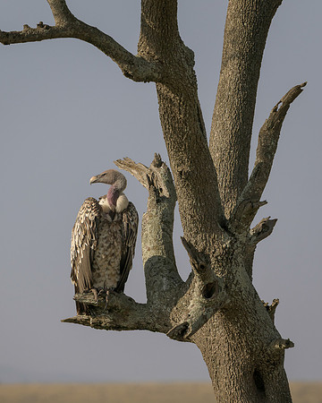 Rüppell’s Griffon Vulture