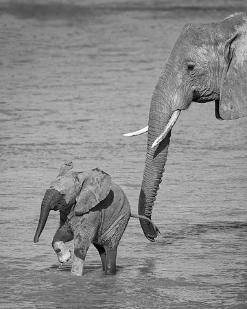 African Elephants
