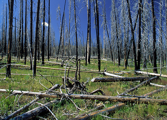 Remnants of a forest fire