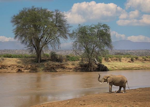 Elephant