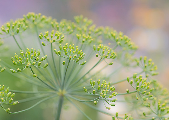 Yellow flowers