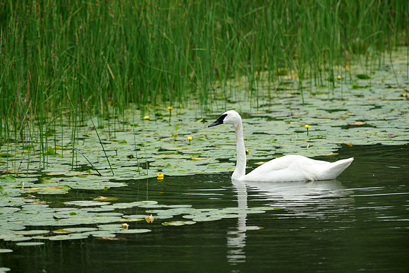 Swan
