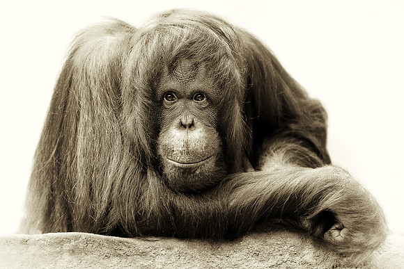 Orangutan Pose