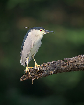 Black-crowned night heron