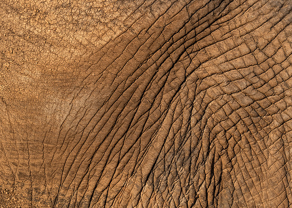 Elephant Skin